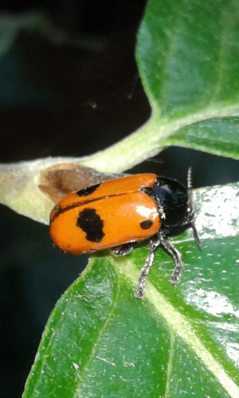 Chrysomelidae : Clytra laeviscula?  S